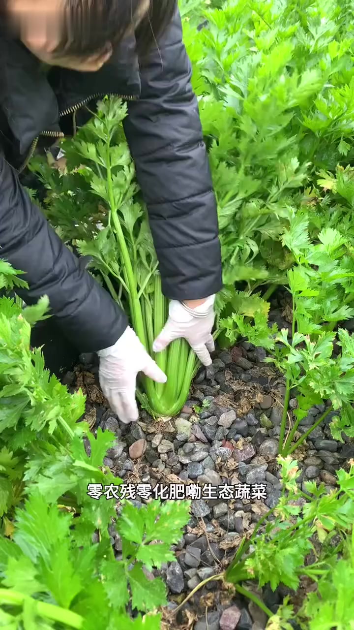 自己种的纯天然的绿色蔬菜