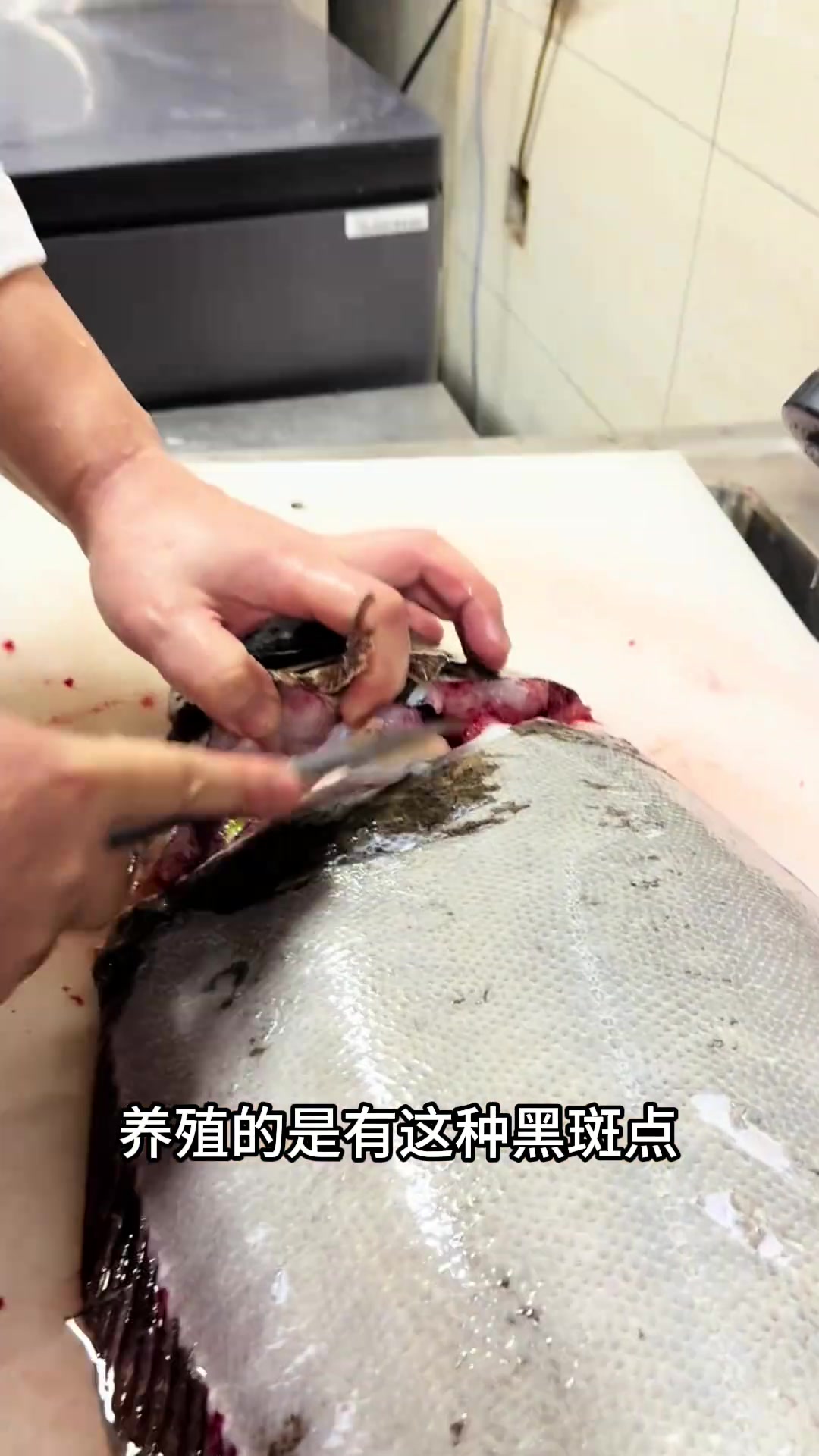 野生大鸦片鱼的日料做法