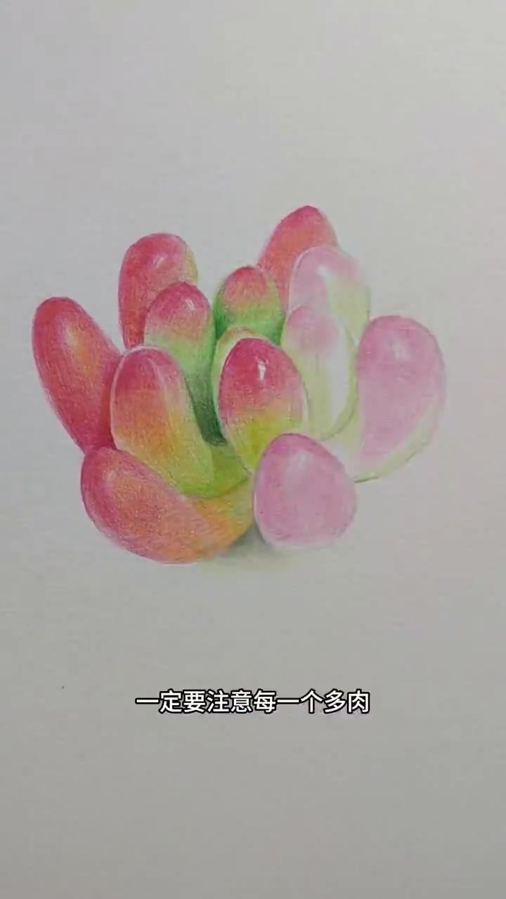 零基础彩铅画多肉,新手一看就会