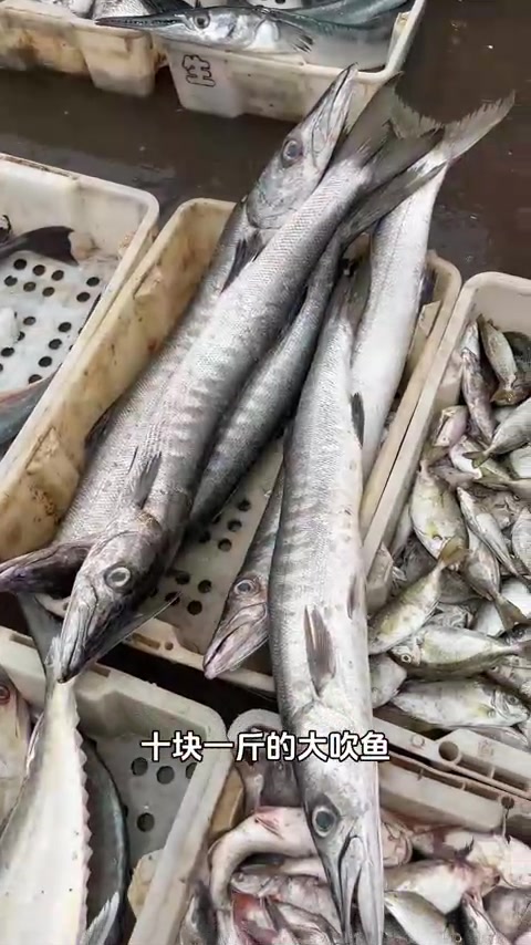 真实海边生活广西半年不下雨了，去海鲜批发市场买鱼晒