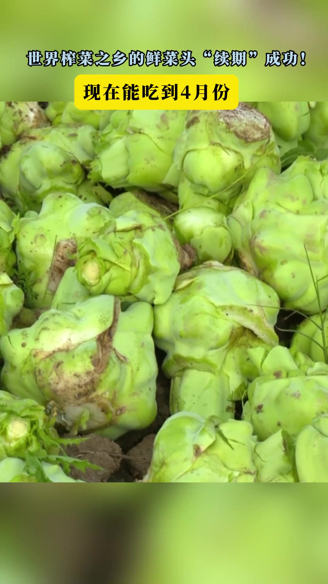 世界榨菜之乡的鲜菜头“续期”成功！现在能吃到四月份