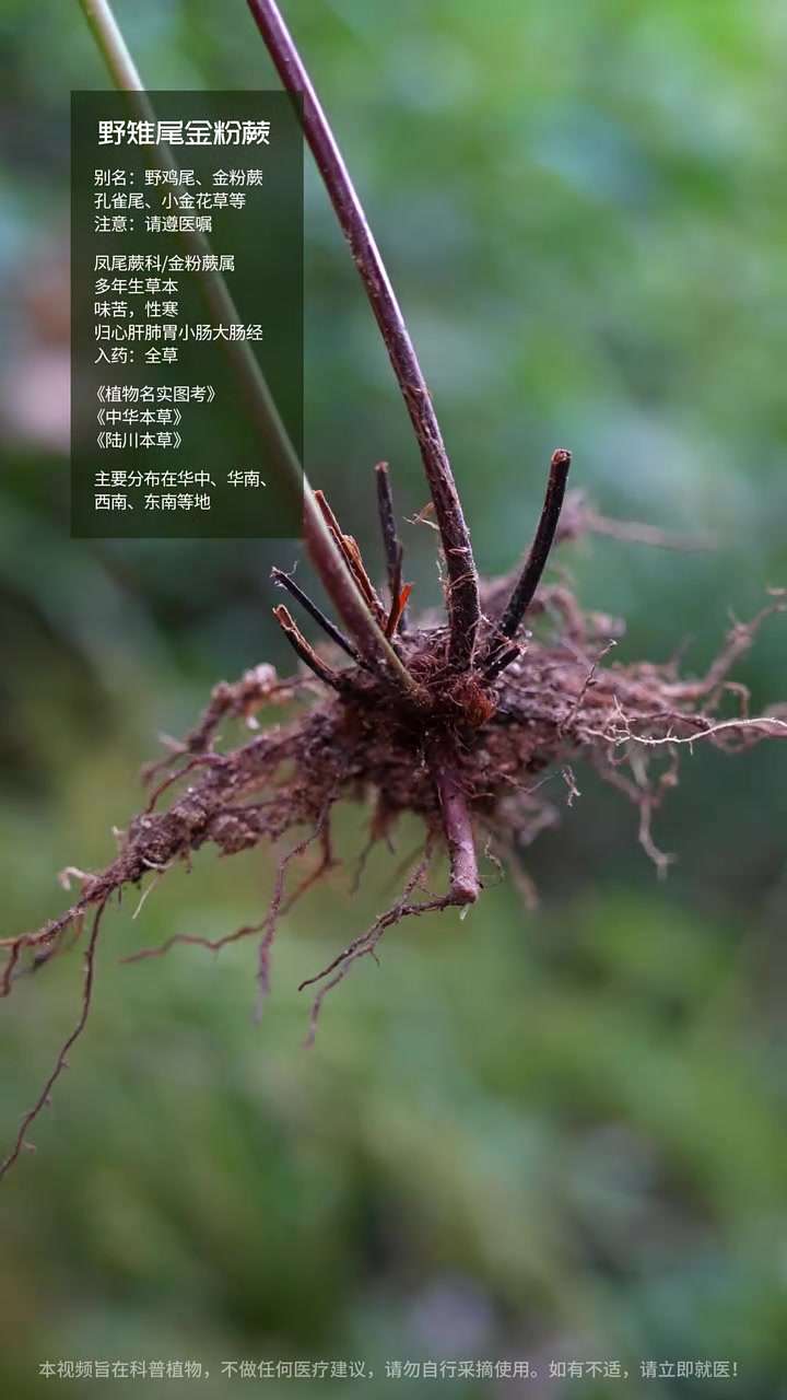 它叫金粉蕨,烧烫伤外敷不留疤!#野雉尾金粉蕨 #金粉蕨 #野鸡尾 #植物科普