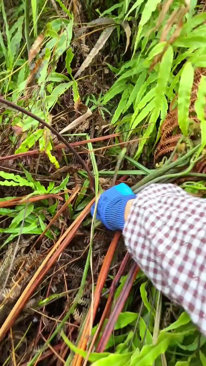 今年蕨菜出来的好早!你们有哪些野菜可以吃啦?