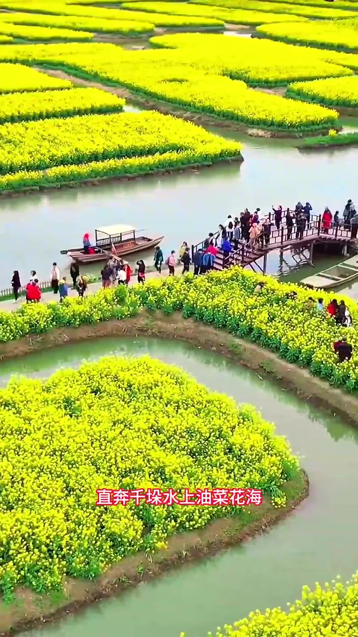 春天去兴化看水上油菜花田太绝了