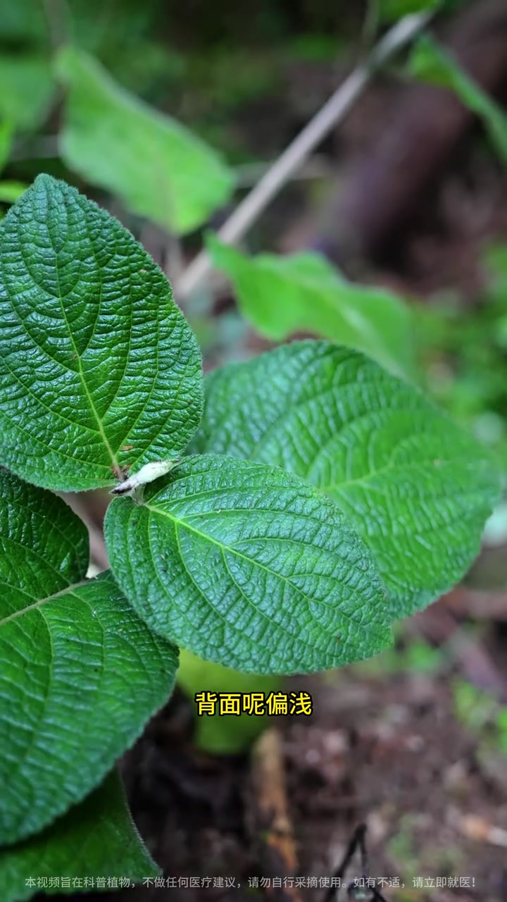 它叫金粉蕨,烧烫伤外敷不留疤!#野雉尾金粉蕨 #金粉蕨 #野鸡尾 #植物科普