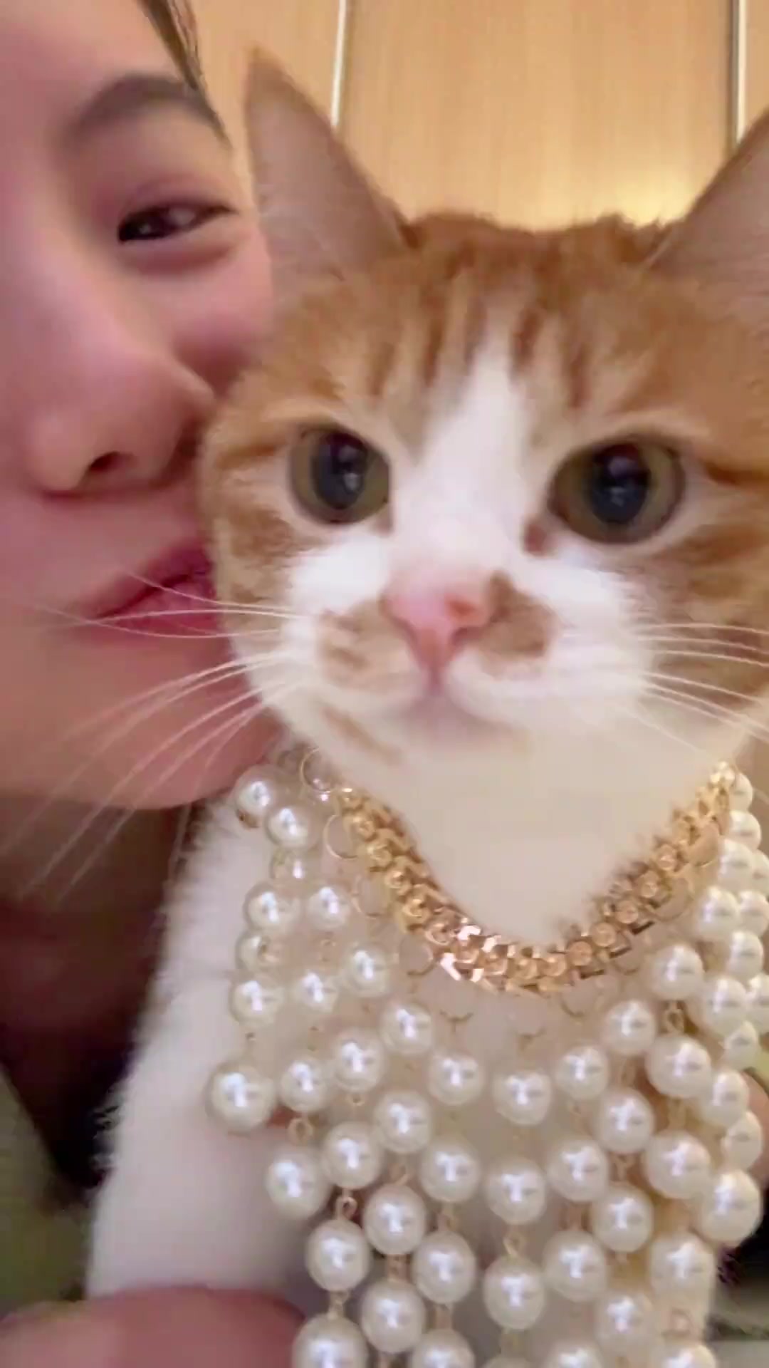 猫咪想吃小鱼干？可没白吃的道理