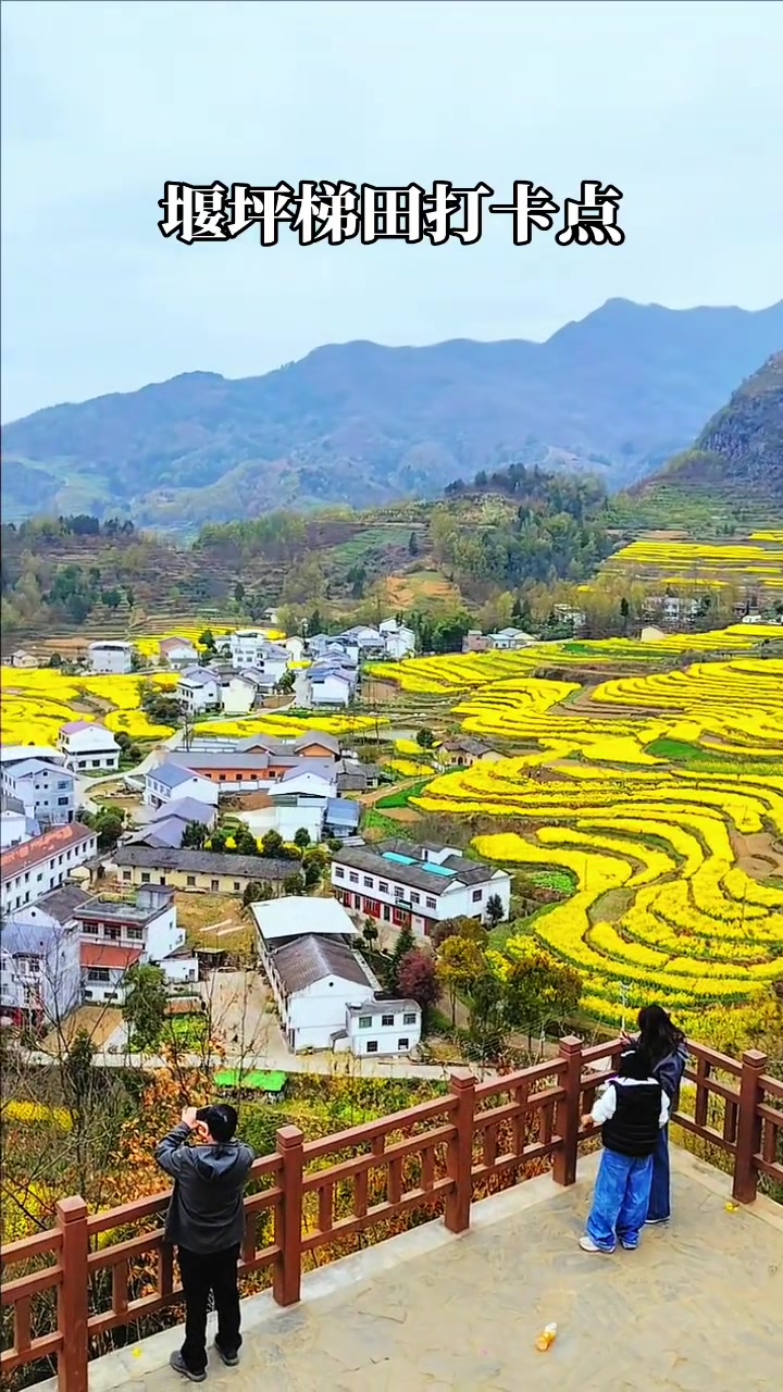 汉阴凤堰古梯田的油菜花都开啦