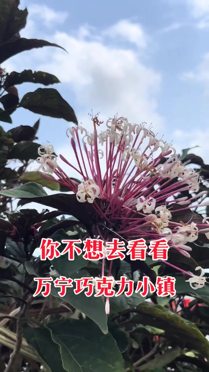 海南万宁春日花开 风中摇曳太治愈