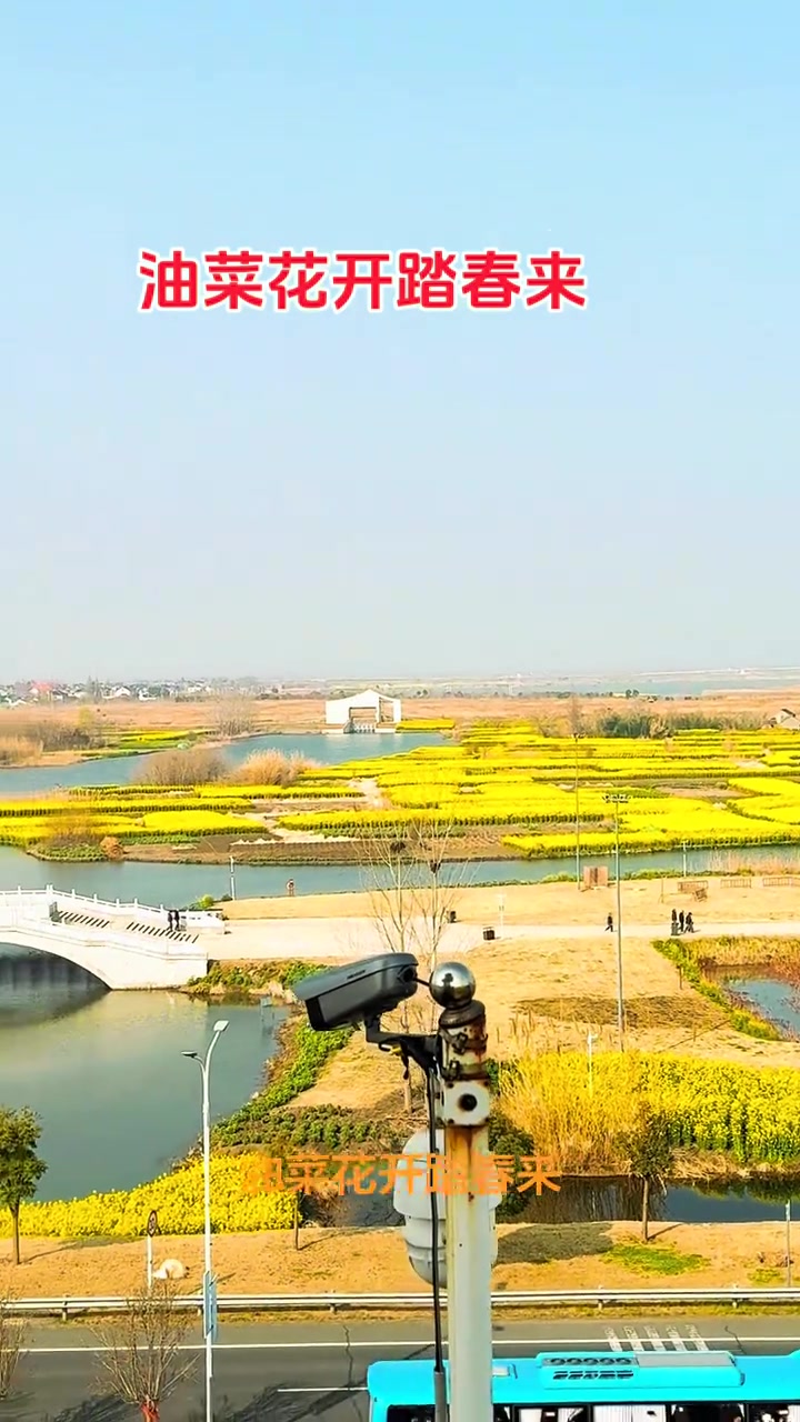 泰州千垛水上油菜花，春天满是金黄花海