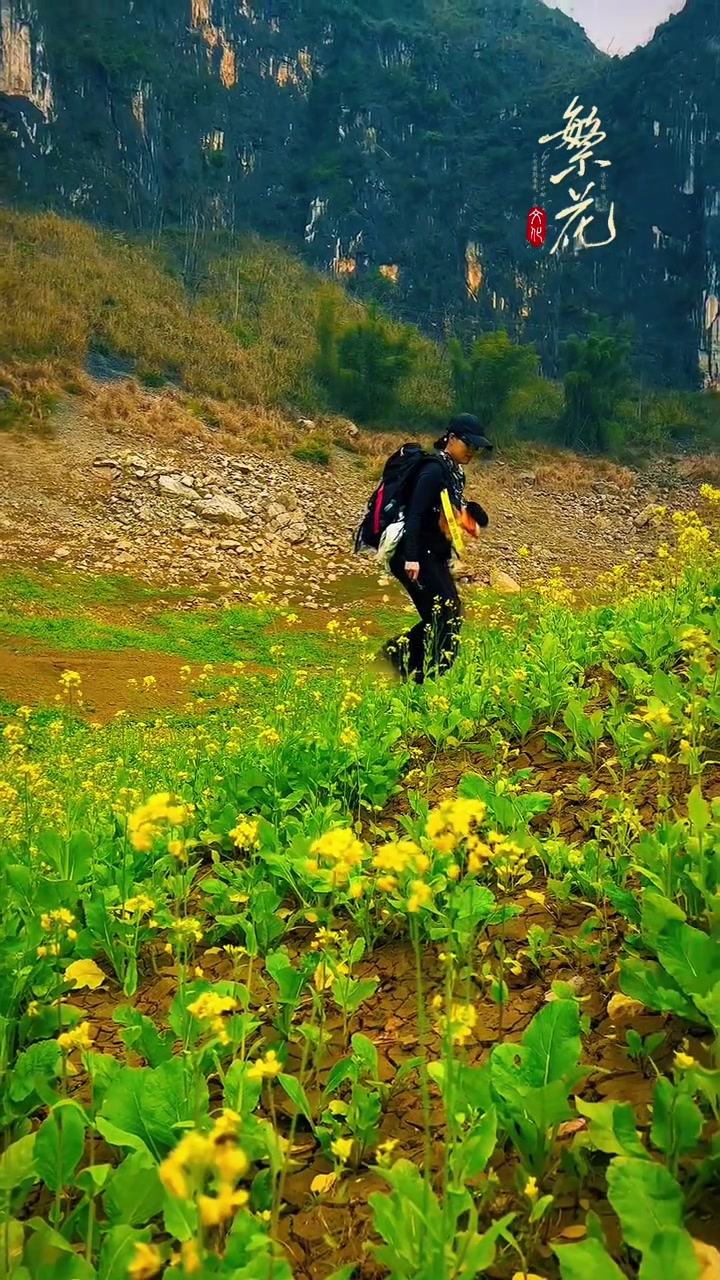 广西龙养天坑的油菜花田好浪漫啊