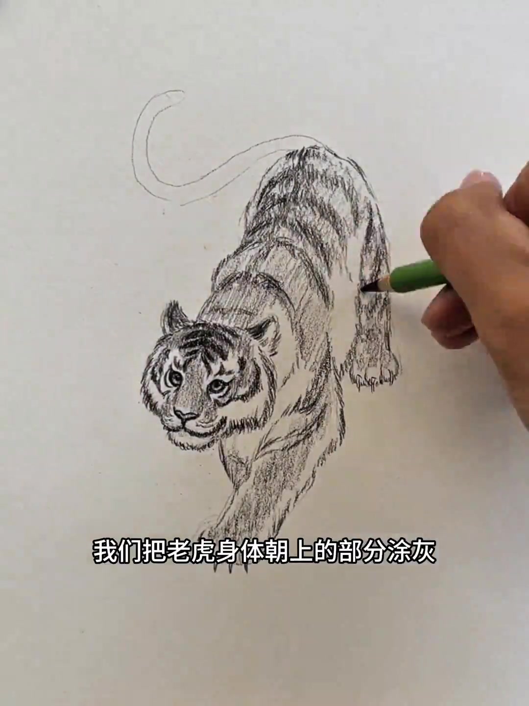 零基础也能学的简单老虎画法,一分钟就能会