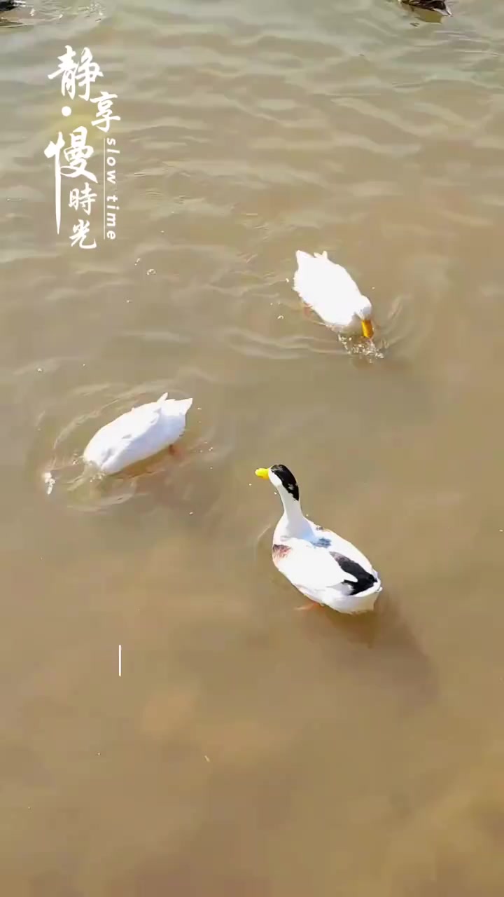 兰州银滩湿地的群鸭戏水，看着太舒服啦
