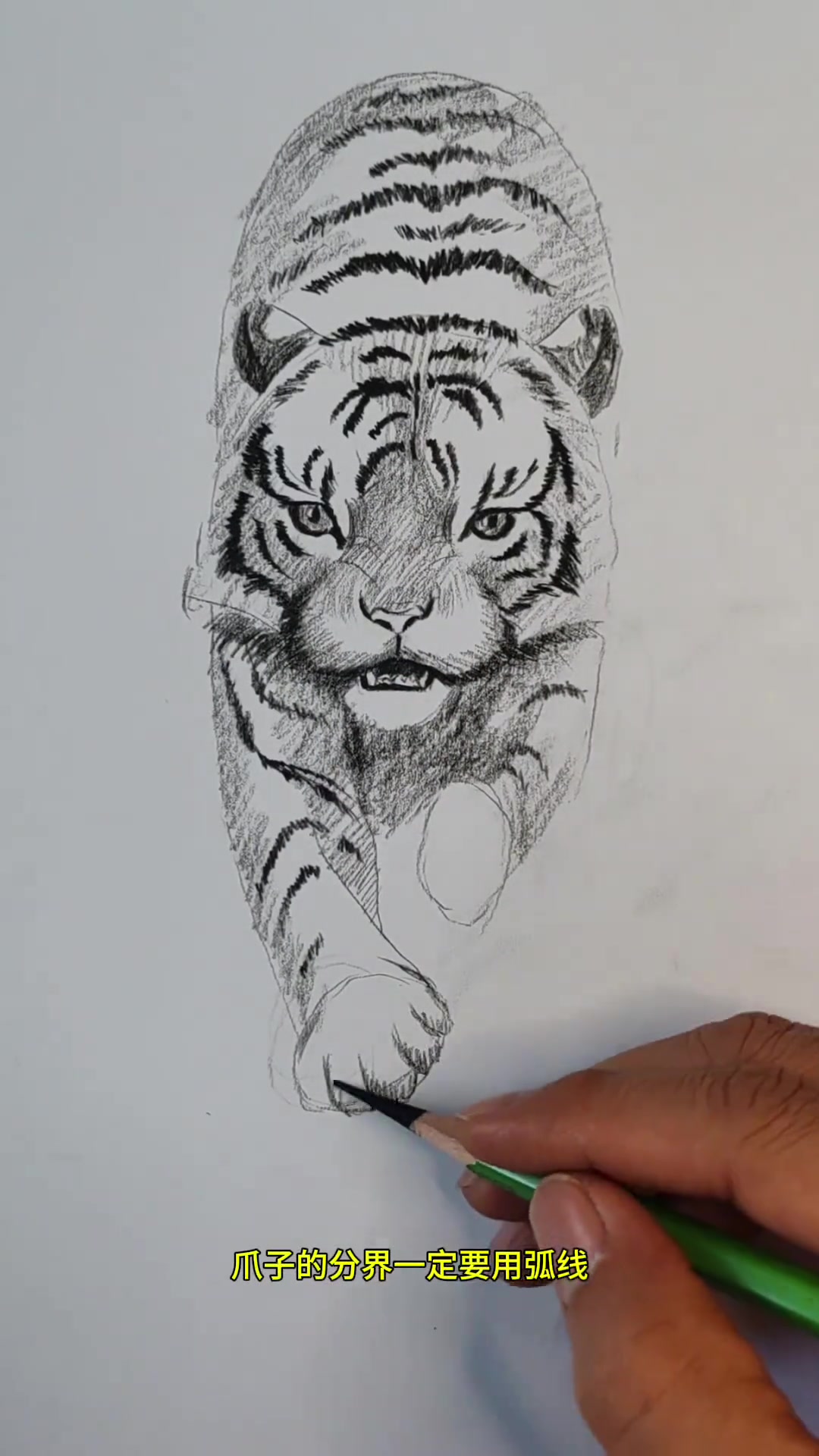 虎的全身素描画法居然这么简单?