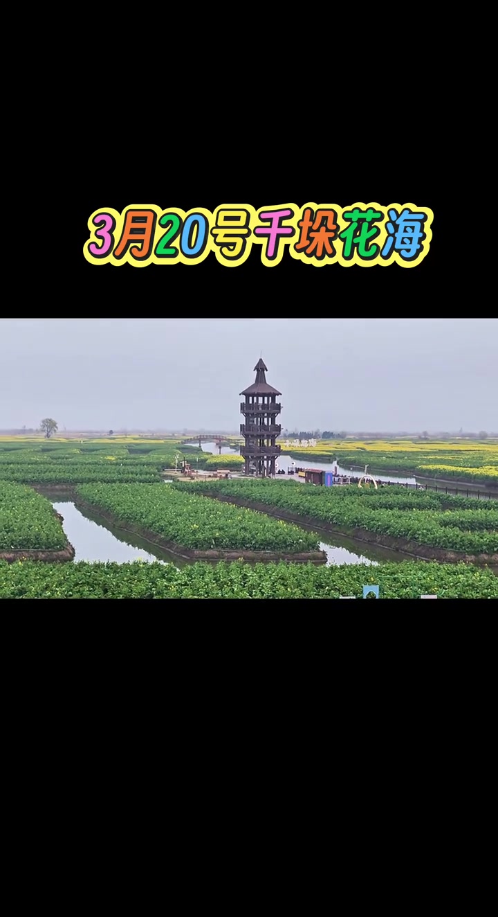 兴化千垛油菜花盛开啦,我在花海等你