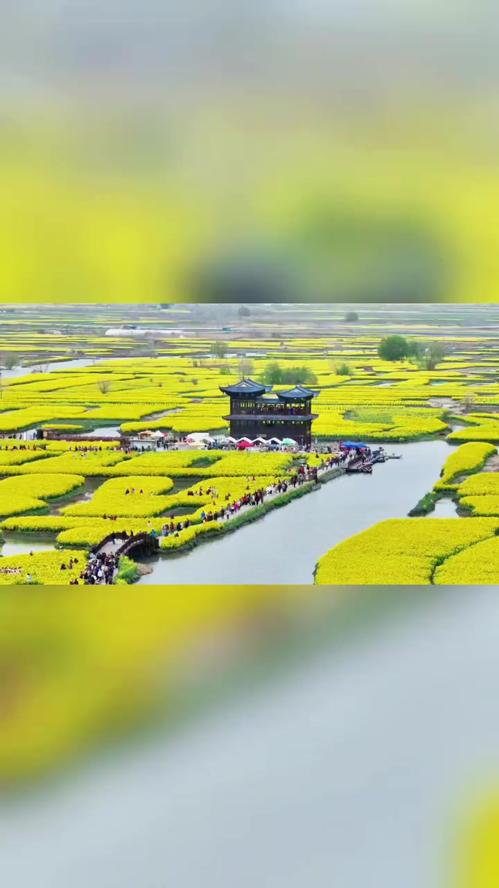 兴化千垛水上油菜花，登塔乘舟超好看