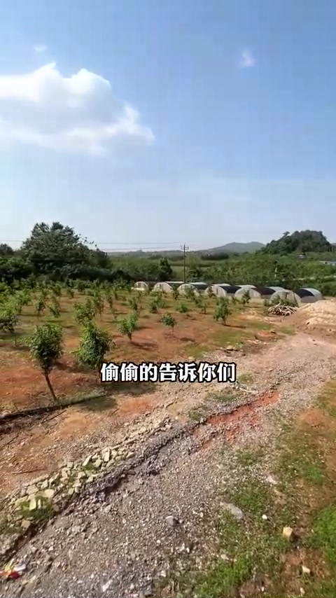 道县祥霖铺镇松柳村蚂蚱养殖基地