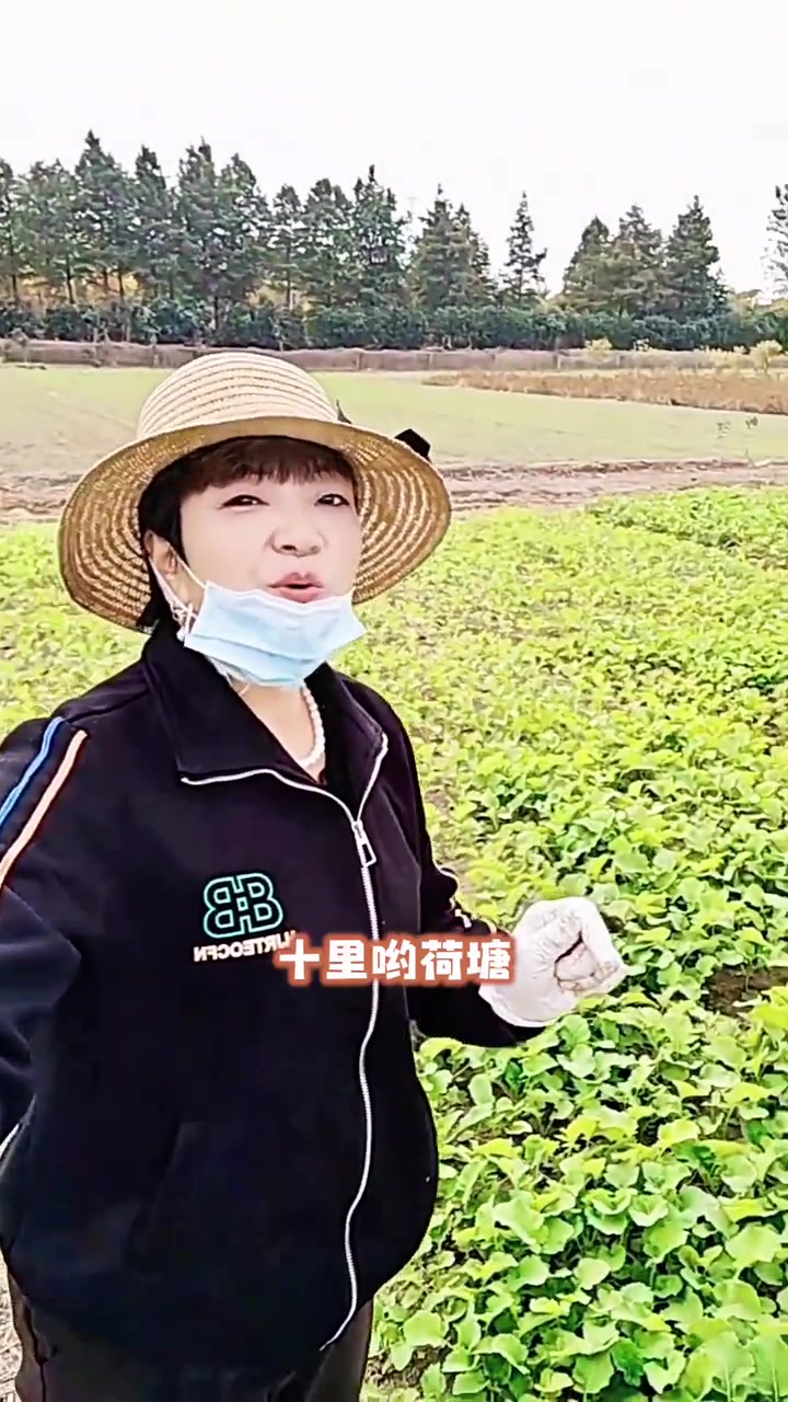 地里的油菜苗长得太好了,每天还要到田里干油菜苗,农民种好辛苦啊,管它三七二十一