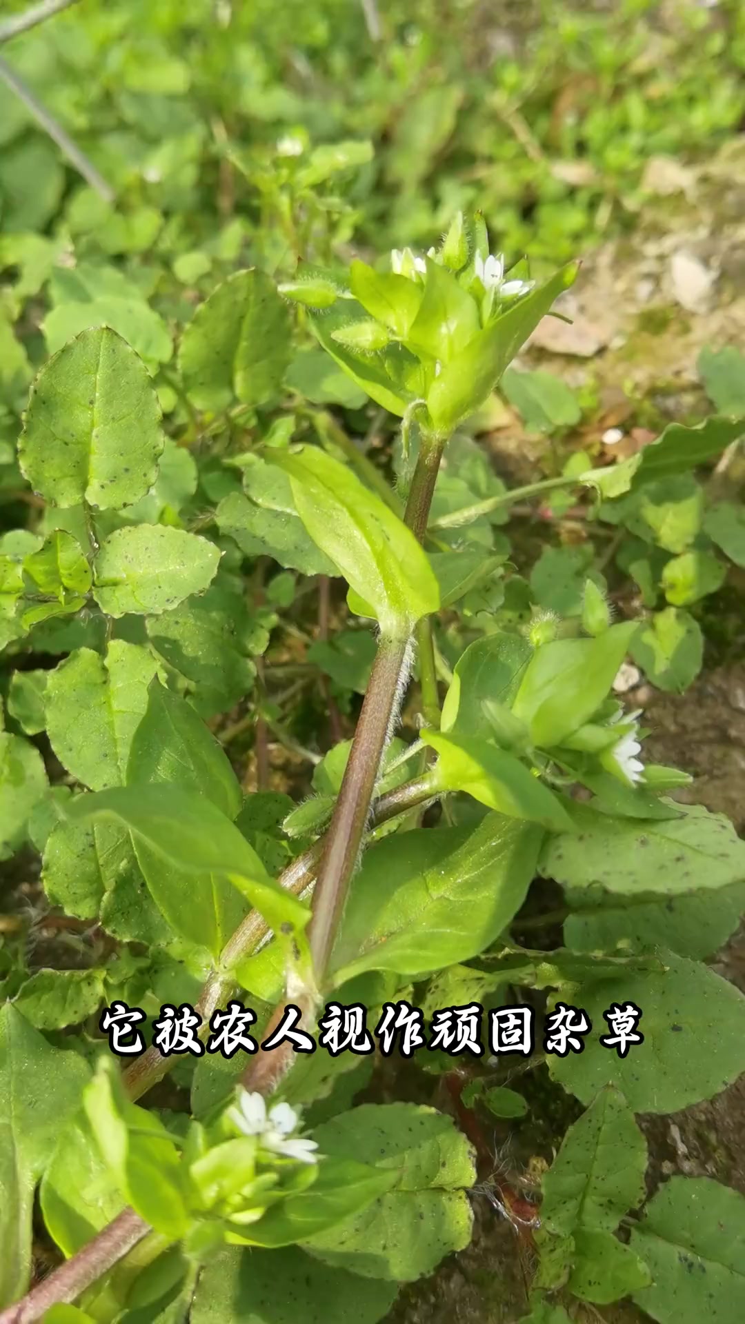 鹅肠菜：荒野生存大师，野菜营养宝库