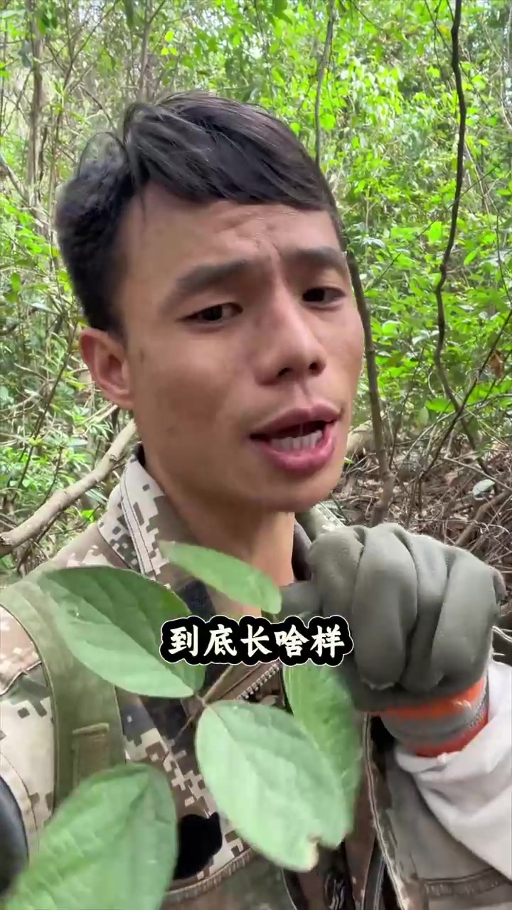 来看看五叶鸡血藤与三叶鸡血藤的区别,植物科普我是认真的