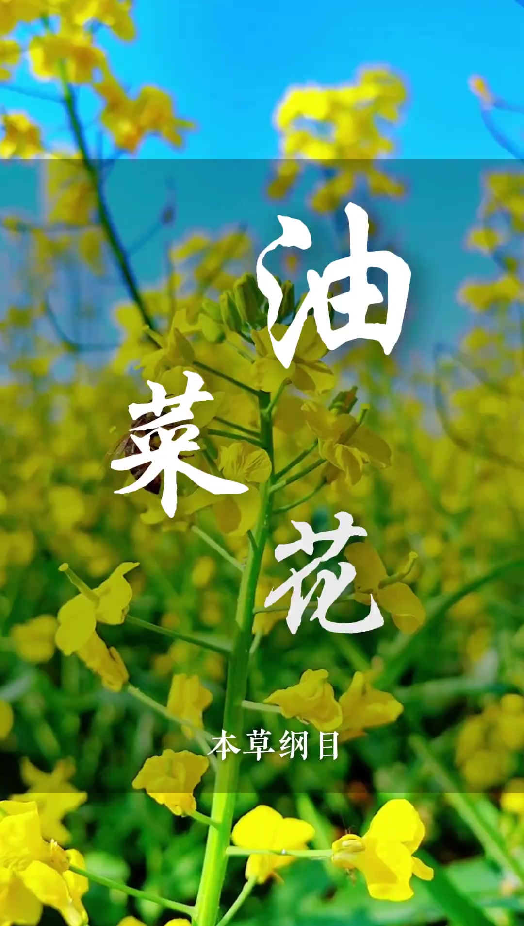 春日油菜花是个宝，你的家乡还有吗？