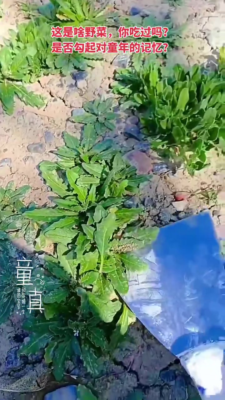 河南又到挖野菜的季节了，水不楞棵，你家乡叫啥？