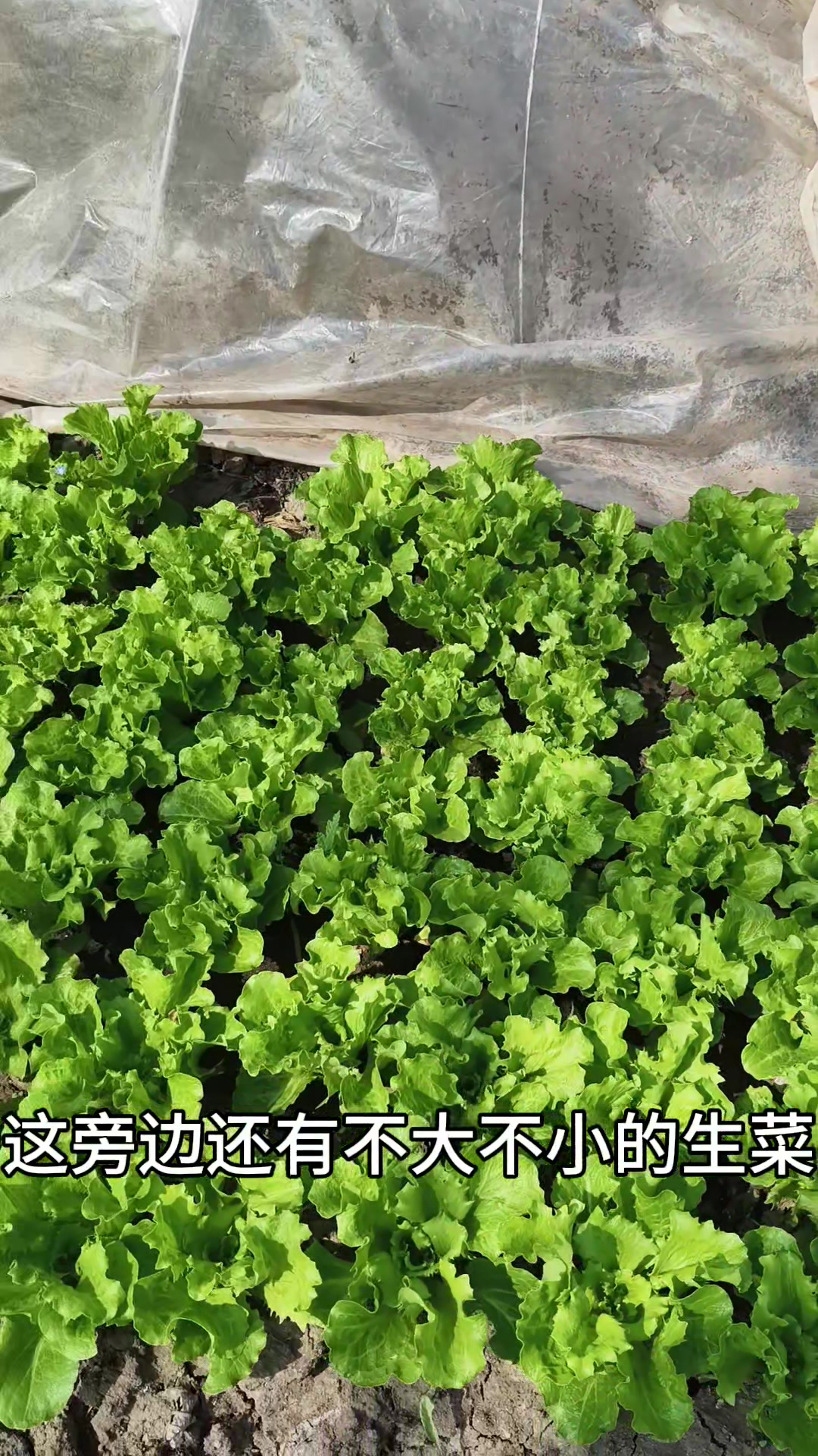 春天的小菜园一镜到底,看看有什么菜