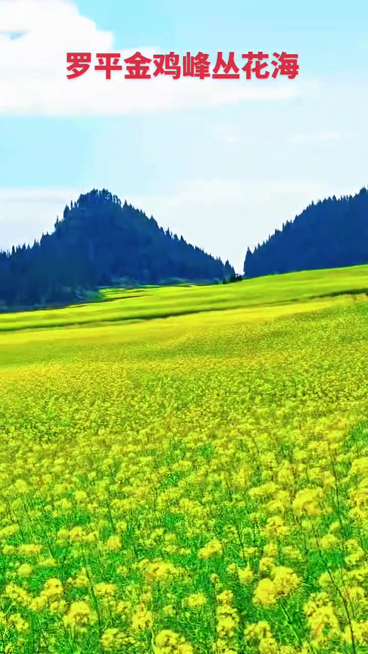 云南罗平油菜花田,金鸡峰丛太绝了