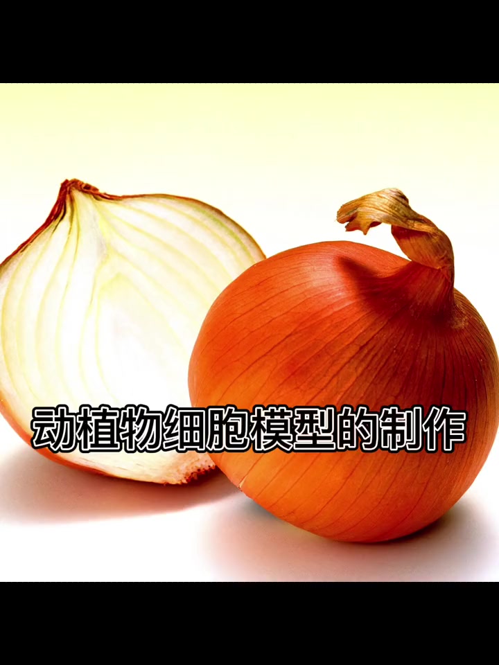 社团里做动植物细胞模型,好玩还能学知识