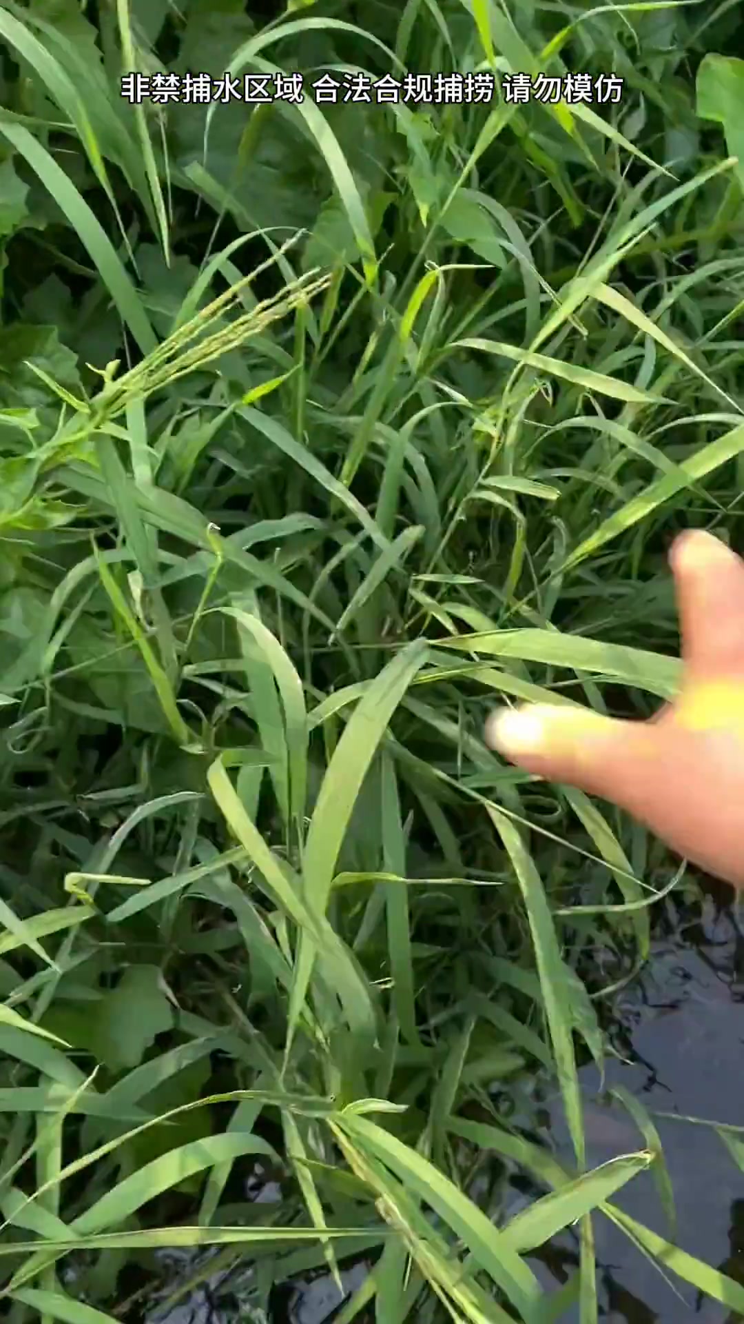 认识这么多常见鱼的种类,真长见识
