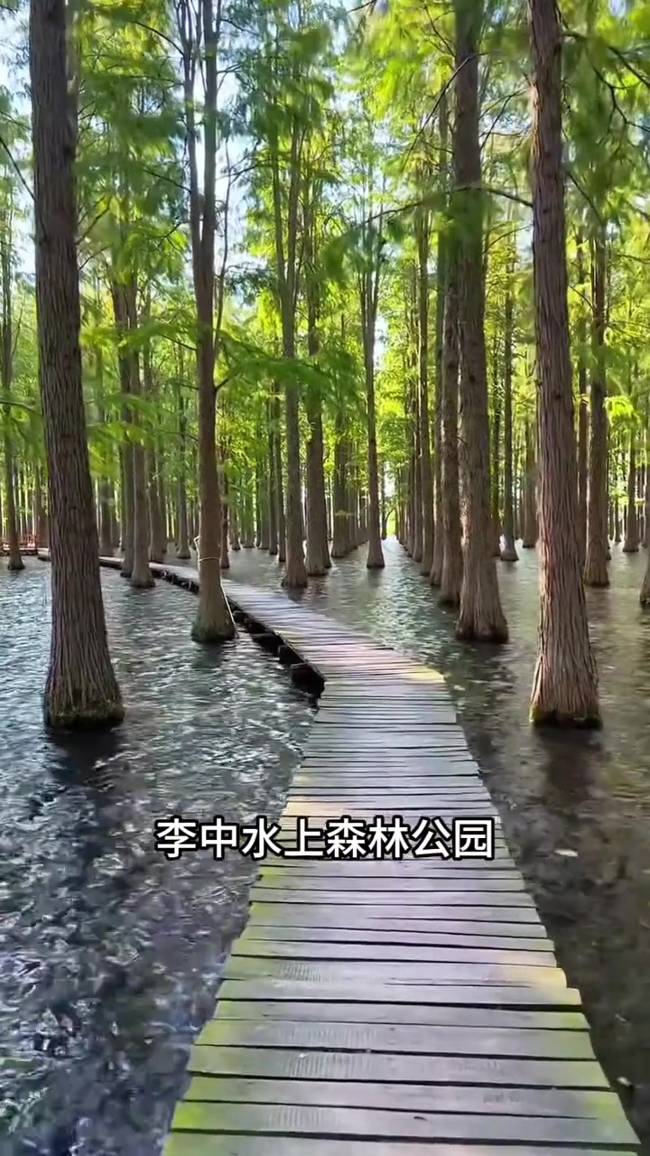 扬州镇江这些景点,现在油菜花正盛老人有优惠