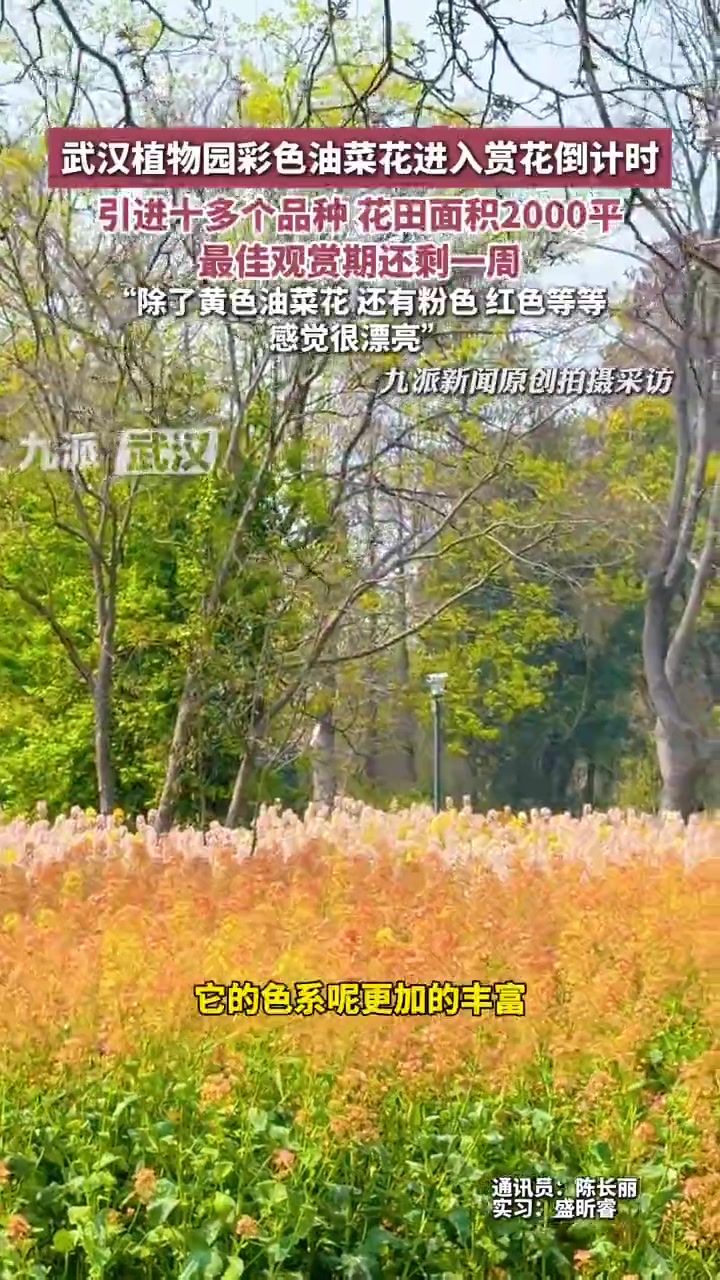 武汉植物园彩色油菜花进入赏花倒计时，引进十多个品种，花田面积2000平