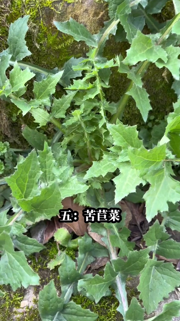 营养价值较全面的野菜有哪些 没有绝对唯一的“全能第一”，以上是综合评分靠前的种类#植物知识