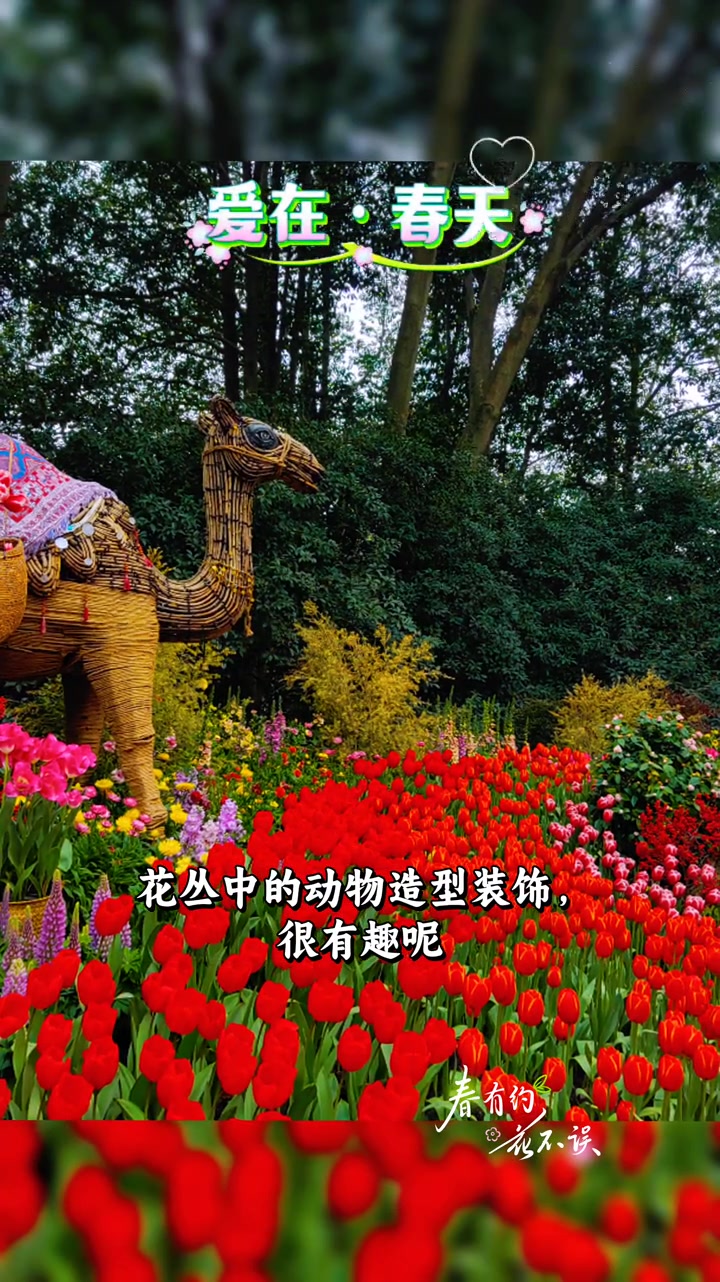杭州太子湾公园的郁金香开得超美