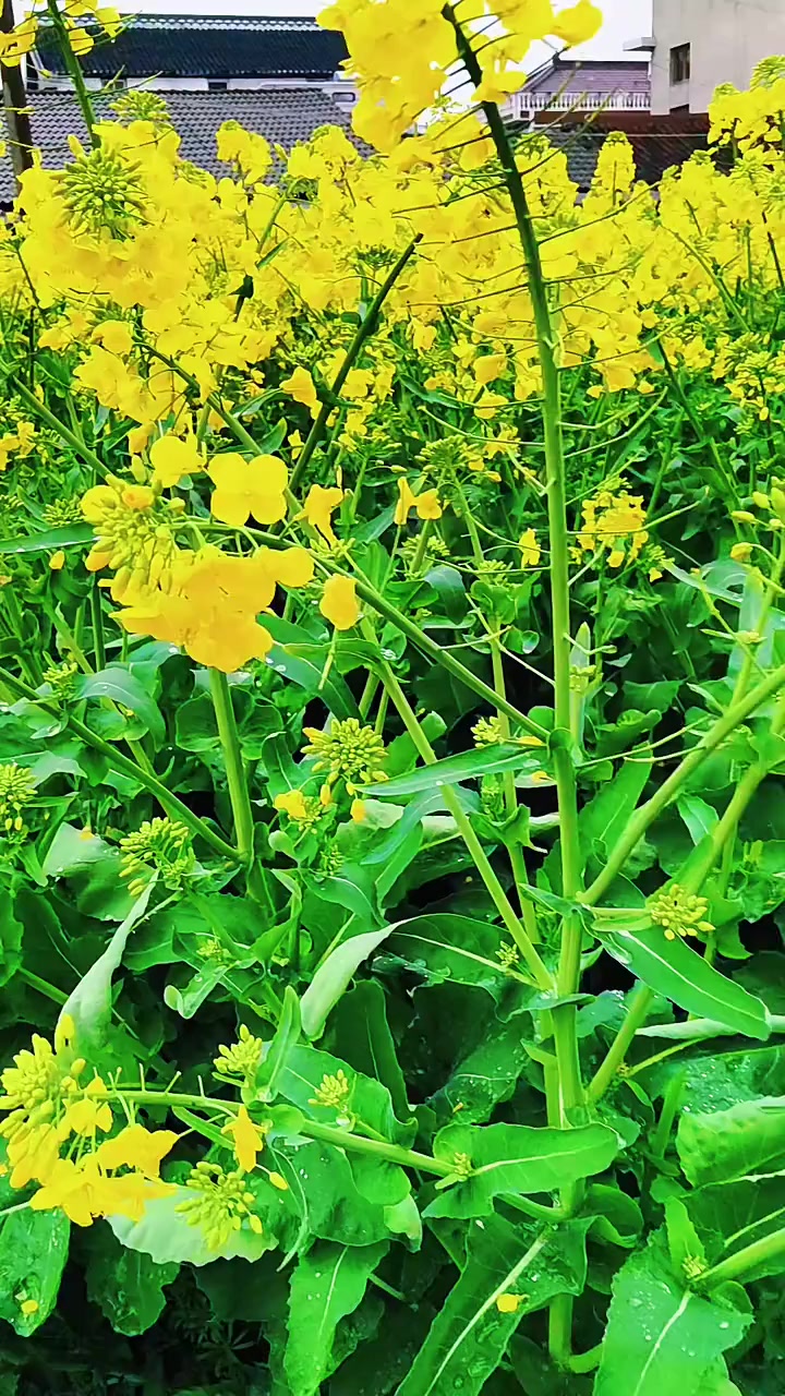 这片金黄色油菜花田太适合春天游玩了