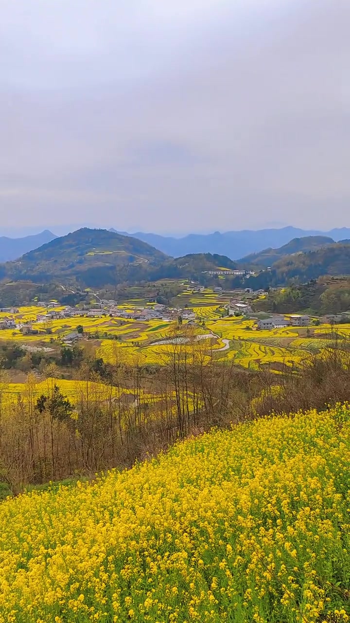 安康汉阴凤堰梯田,油菜花季山村美景太绝了