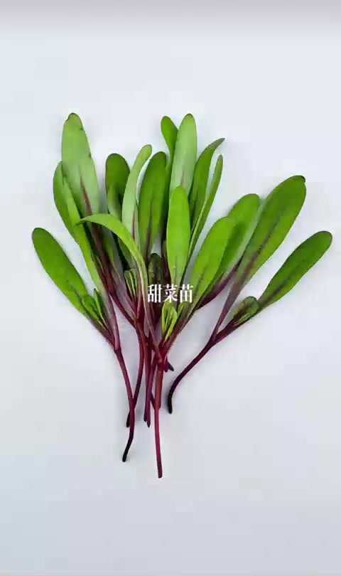 菜品摆盘花草系列！