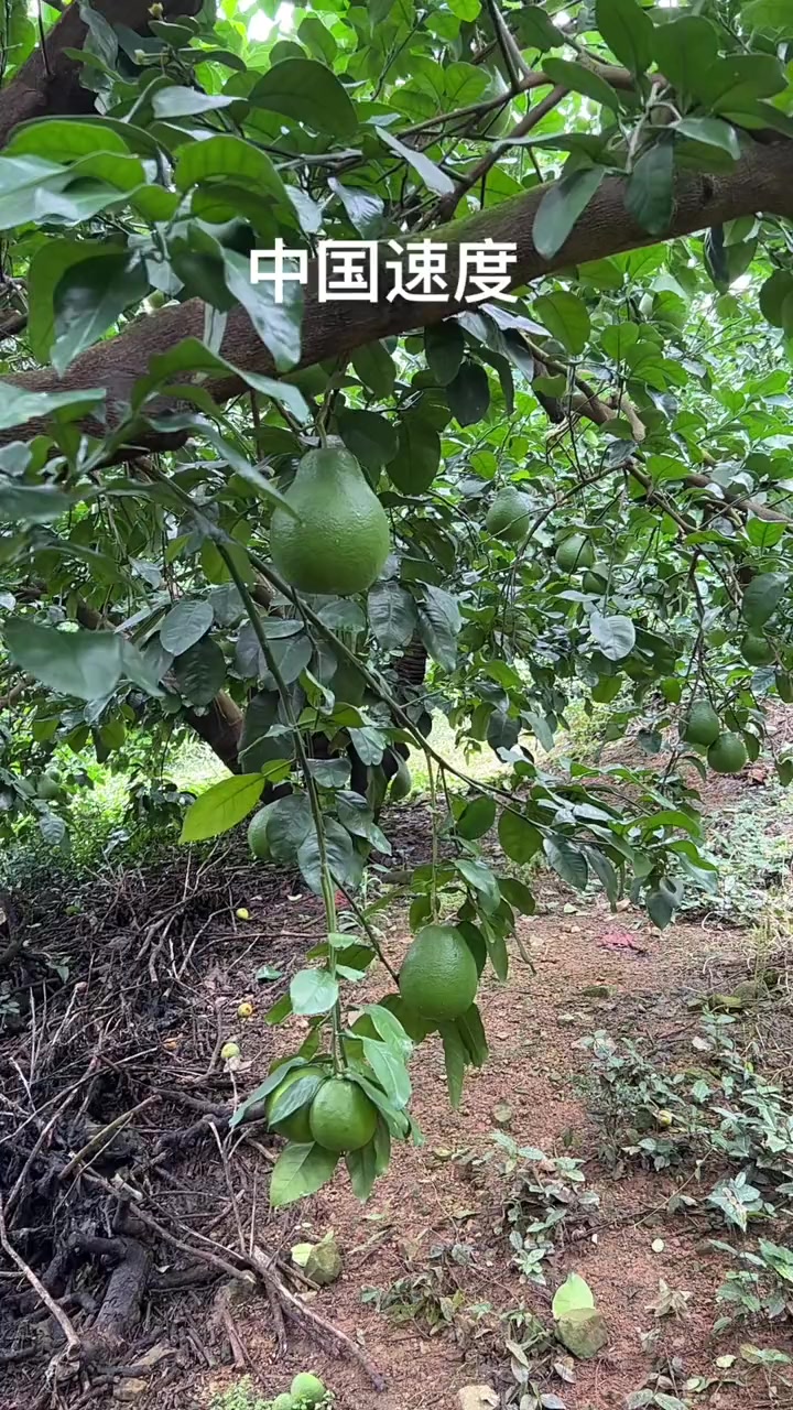 什么都要讲速度,一双眼睛扫过去,就知道哪个果没用,舍去畸形歪果,留品相好的!