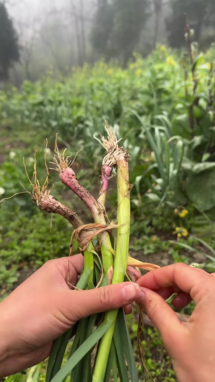 今天吃烟熏鱼啦