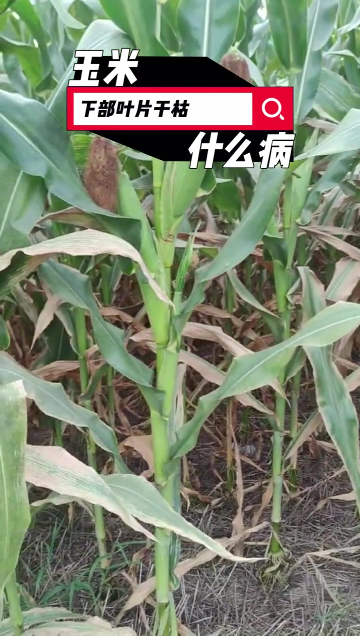 玉米下部叶片提前干枯,这是什么病害!