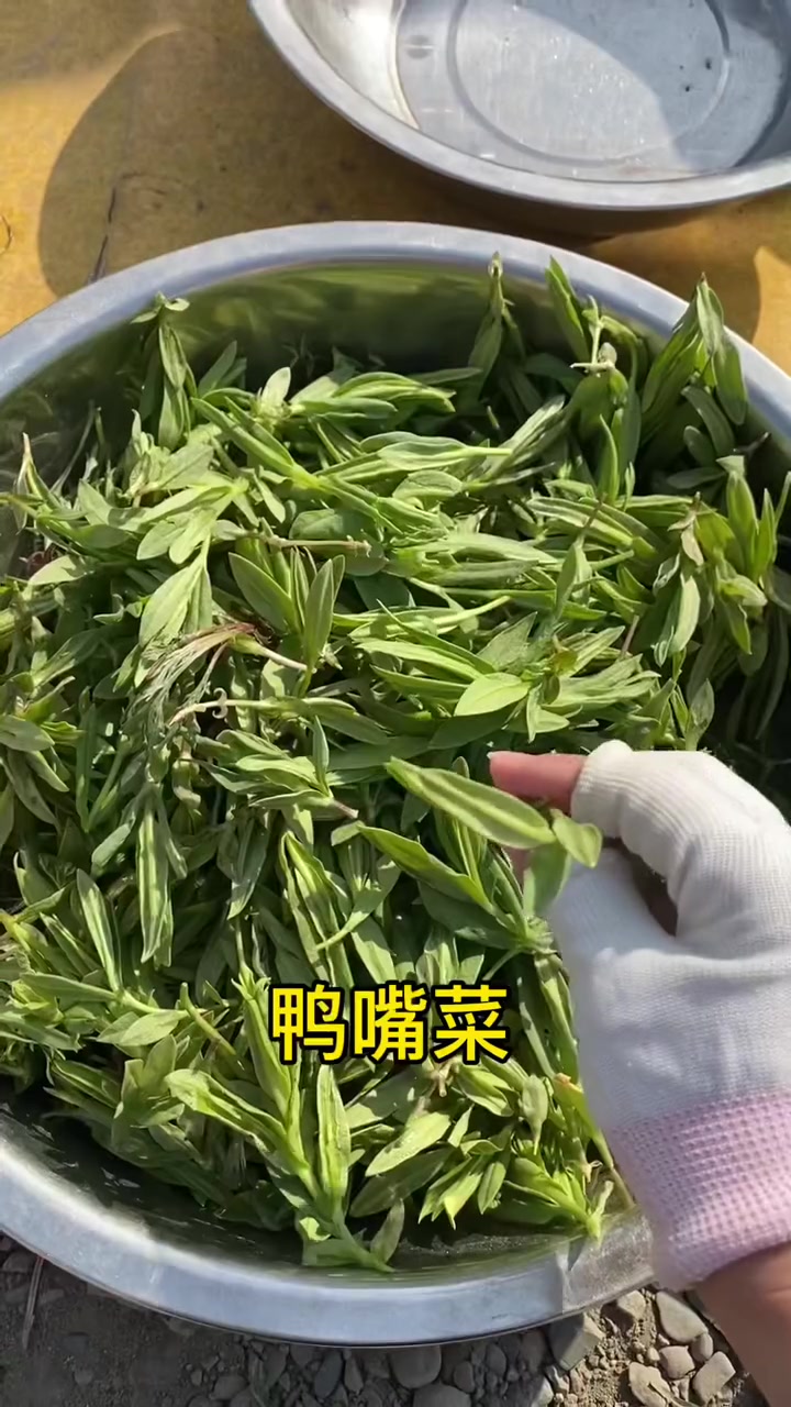 东北春天的开始：山菜蘸酱，一口清新