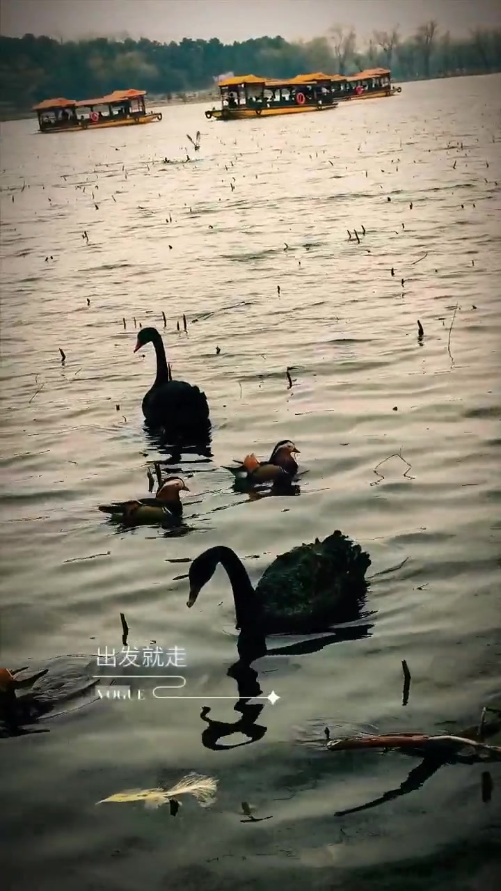 颐和园昆明湖的黑天鹅红嘴点水太优雅