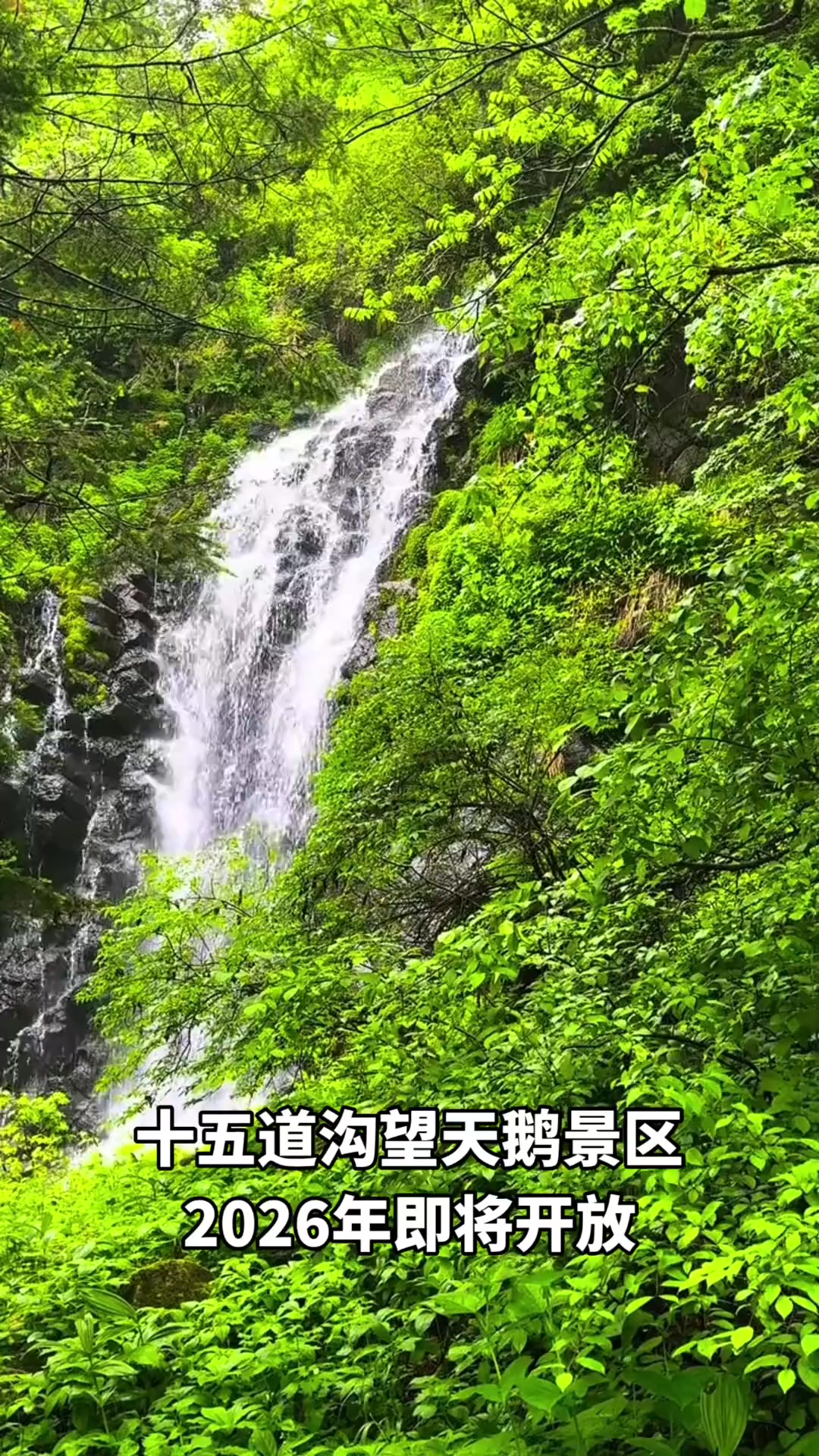 十五道沟望天鹅景区马上要开放啦