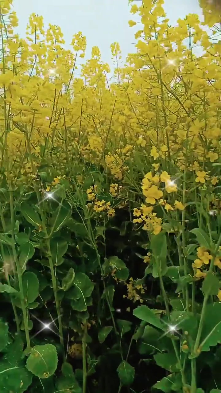 油菜花都开啦，这片景点美爆了