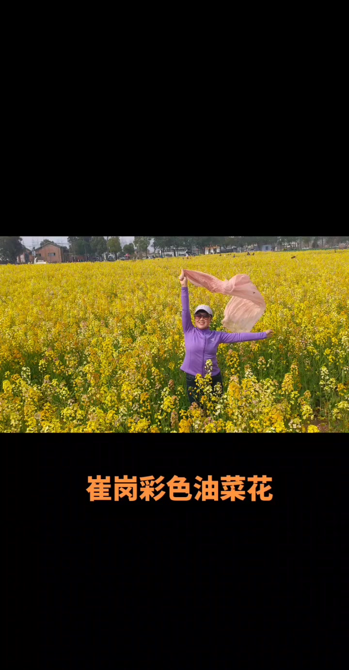 庐阳三十岗崔岗的彩色油菜花超美值得看