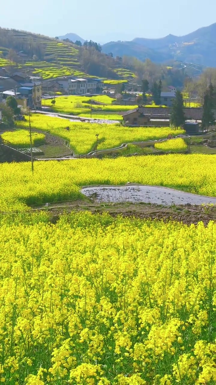 安康汉阴凤堰古梯田油菜花海,现在到最佳时刻啦!