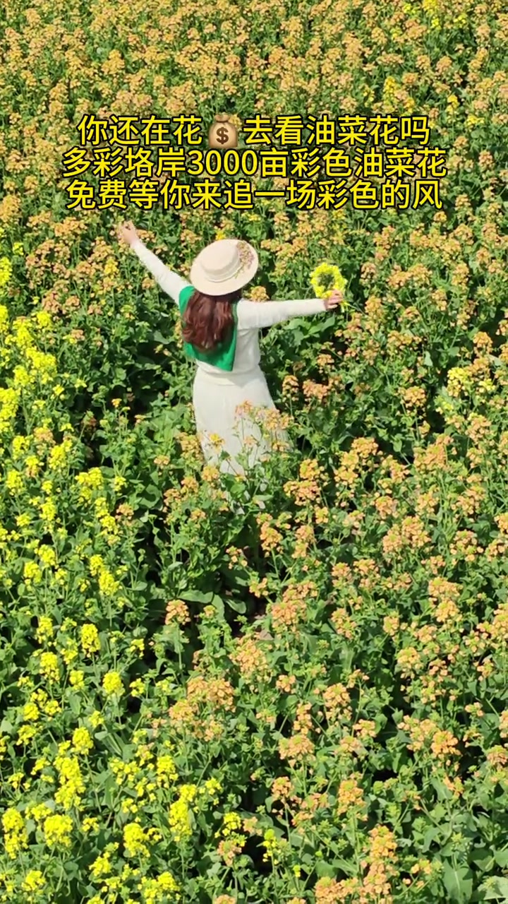 泰州3000亩彩色油菜花免费看