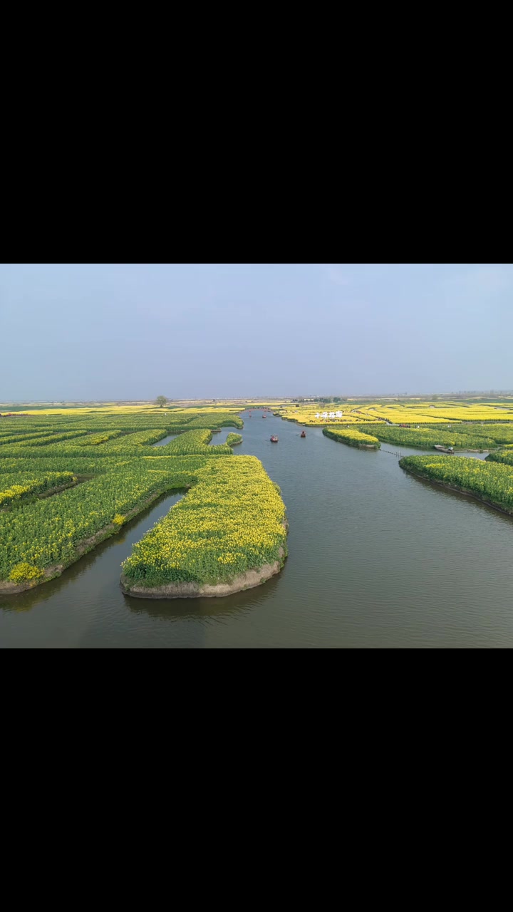 兴化千垛景区的油菜花现在开得超好看