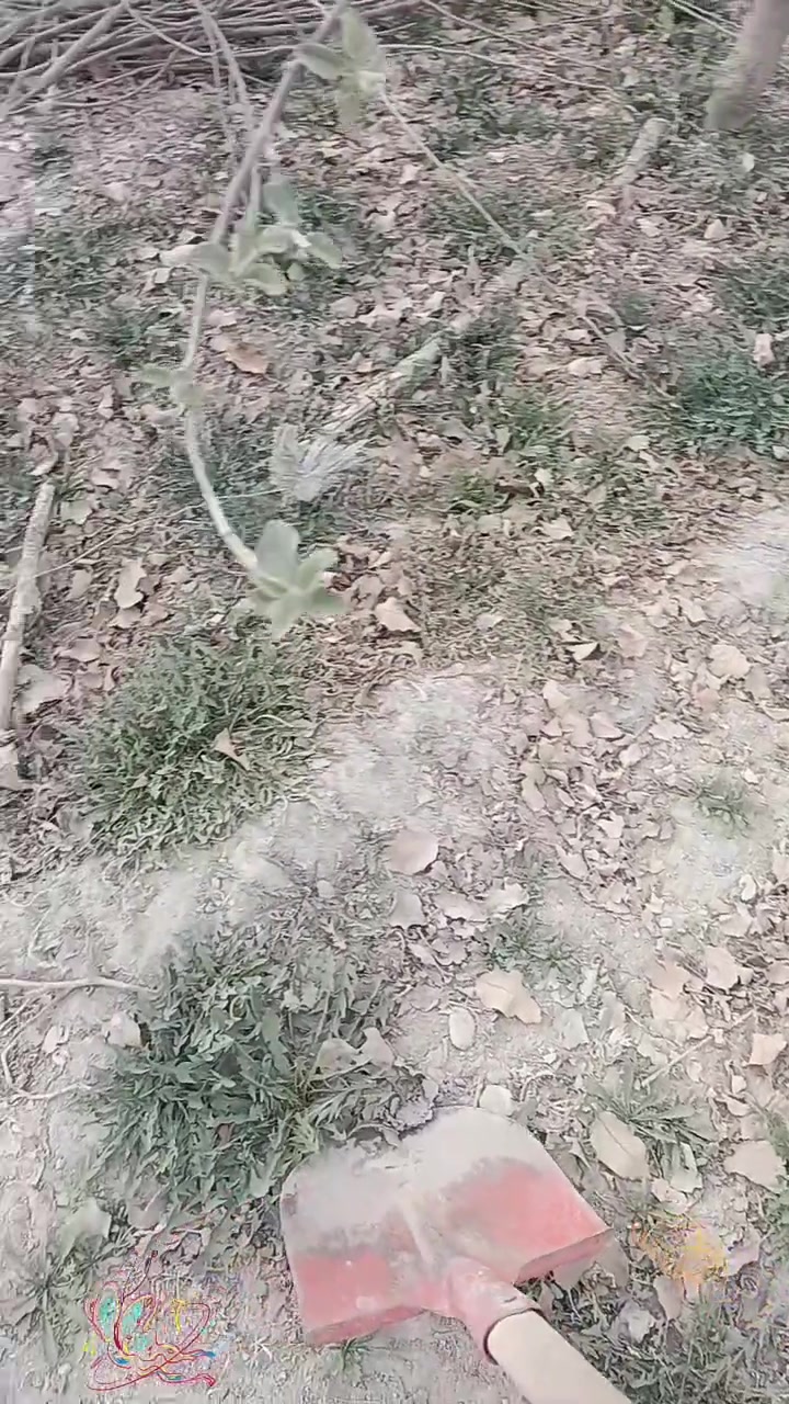 这就是新疆的春天,吃野菜的季节到了