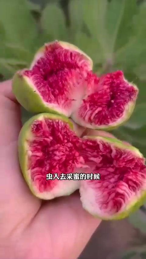 经常排便不畅顺,肚子又大的,记得用无花果和木瓜煲汤!