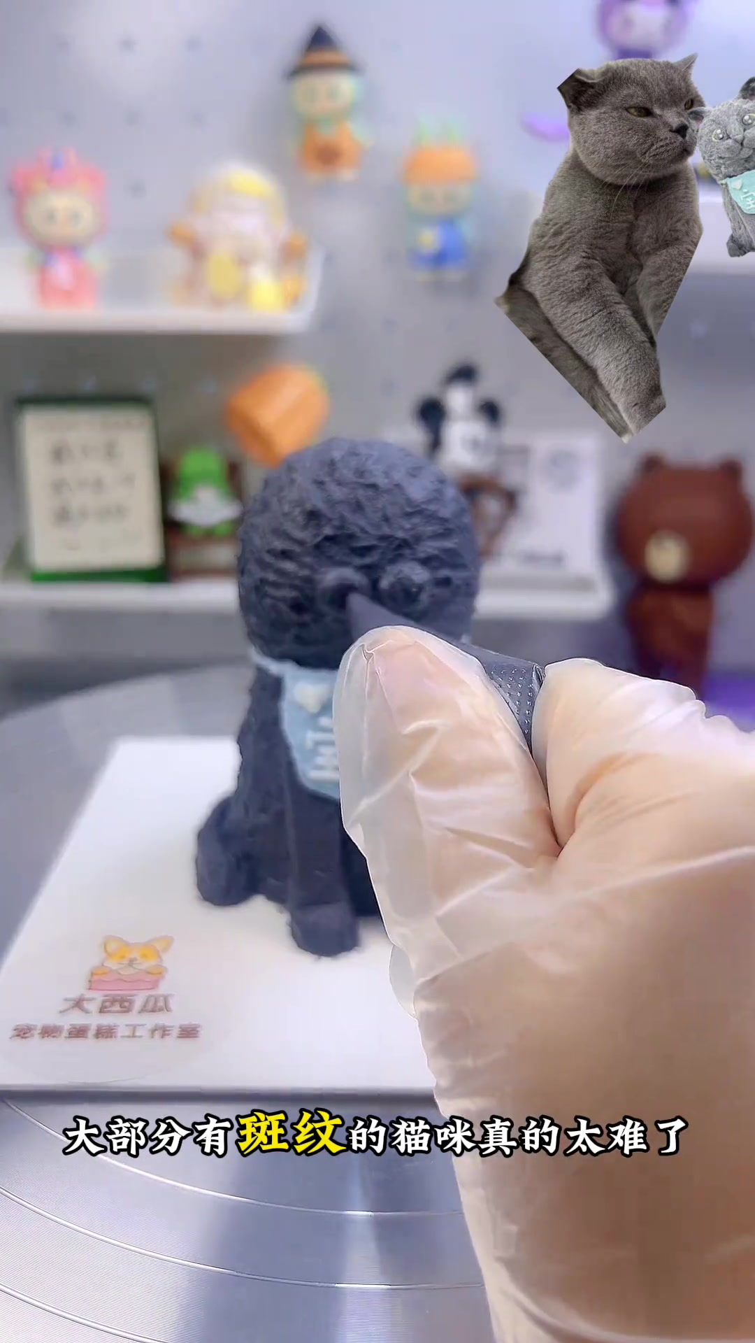 宠物蛋糕|给来自深圳的蓝猫做5岁生日蛋糕